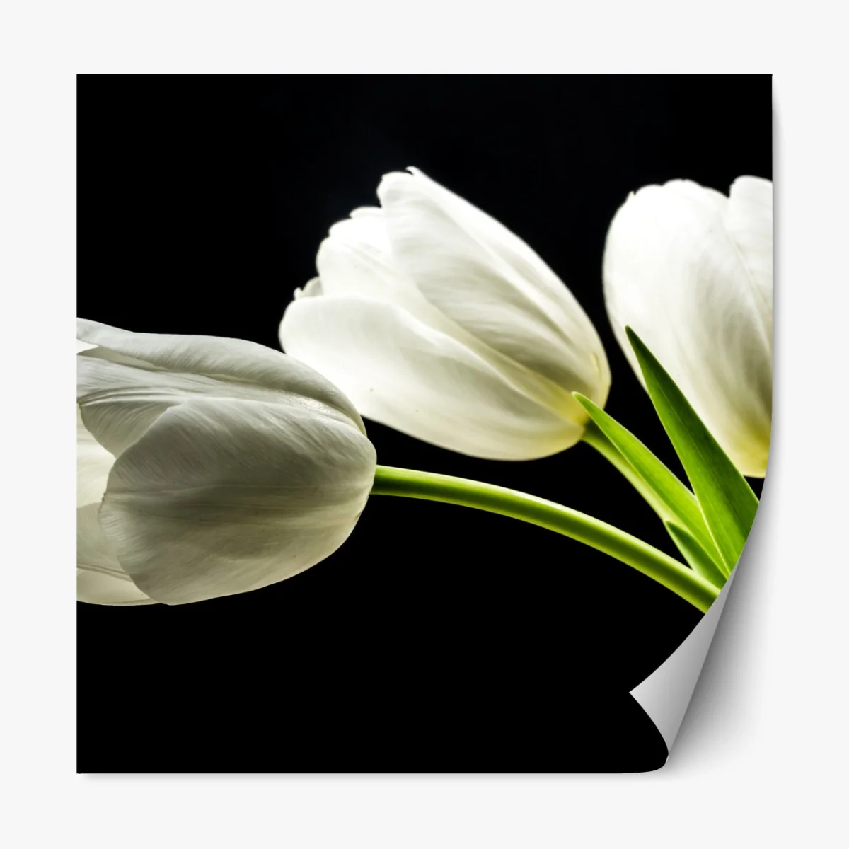 Naklejka repozycjonowalna eleganckie białe tulipany na czarnym tle – Wallissimo® Naklejka repozycjonowalna eleganckie białe tulipany na czarnym tle – Wallissimo®