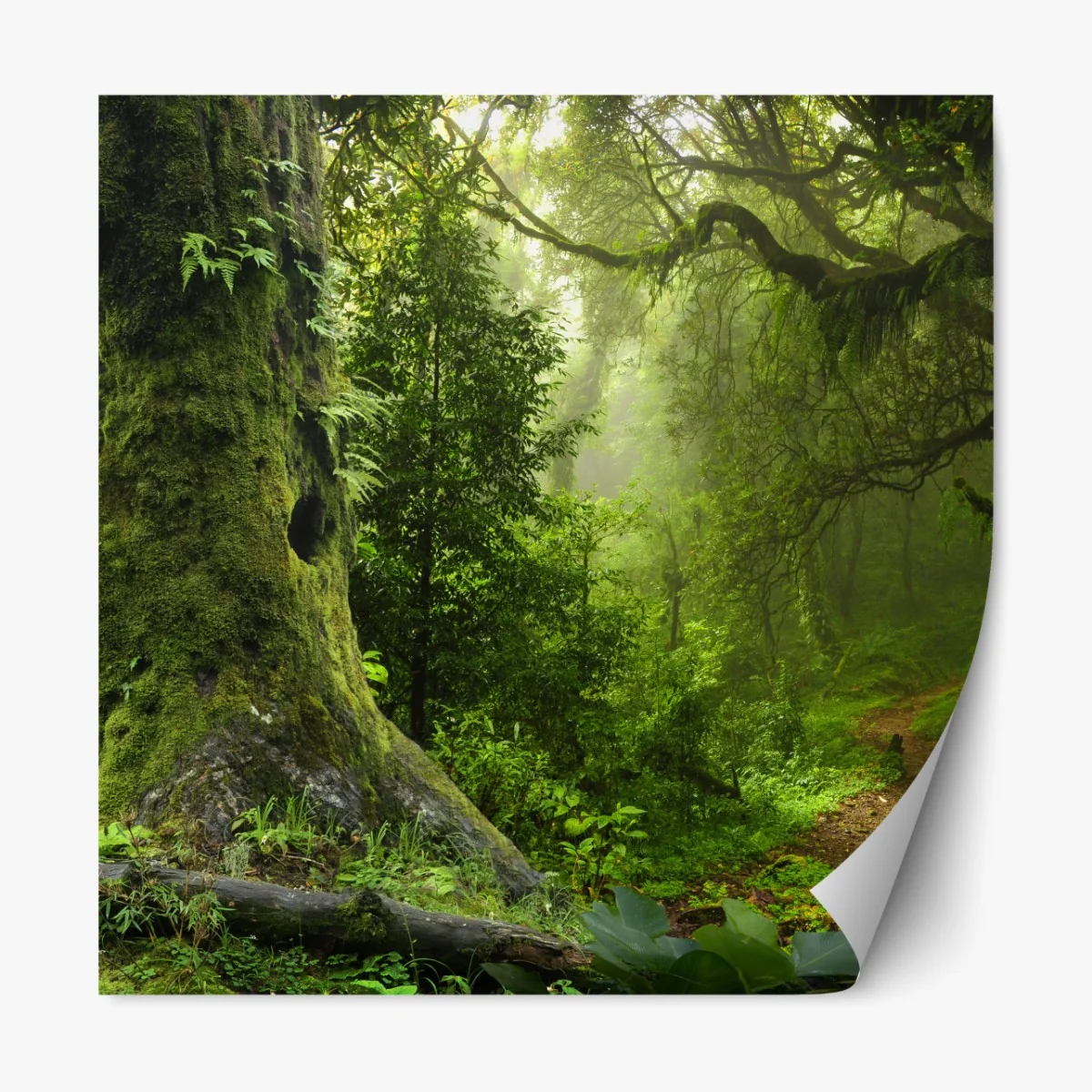 Naklejka repozycjonowalna stara leśna ścieżka – Wallissimo® Naklejka repozycjonowalna stara leśna ścieżka – Wallissimo®