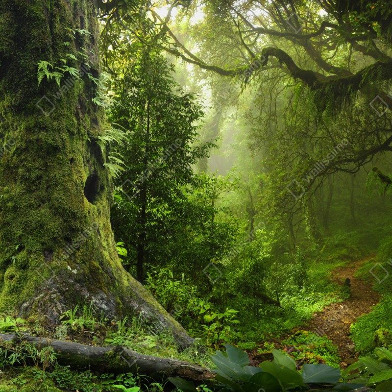 Naklejka repozycjonowalna stara leśna ścieżka – Wallissimo® Naklejka repozycjonowalna stara leśna ścieżka – Wallissimo®