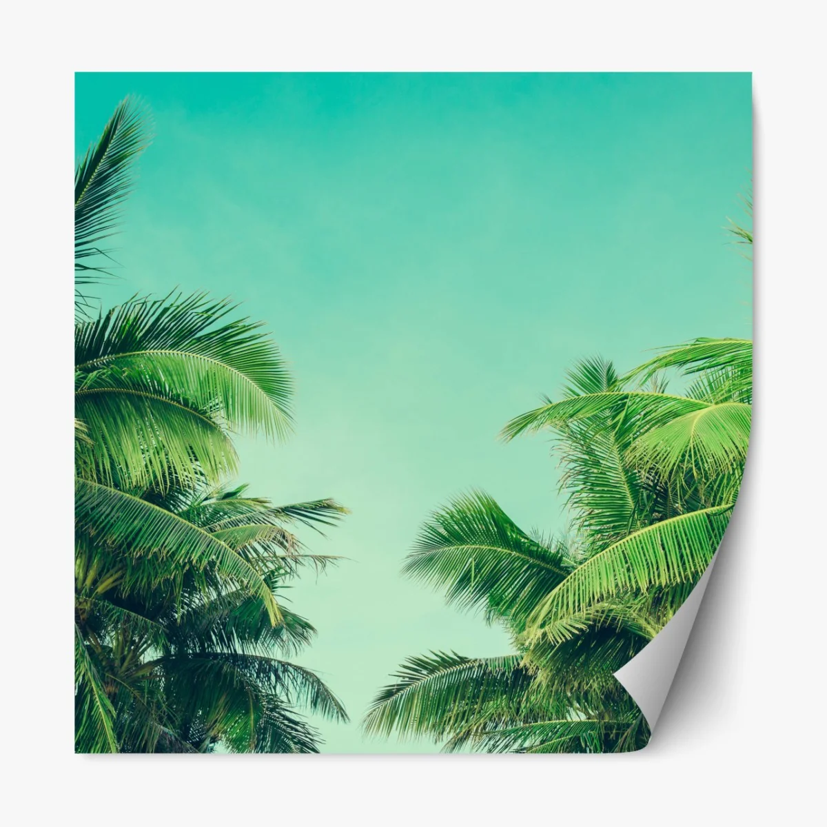 Naklejka repozycjonowalna tropikalny baldachim palm pod turkusowym niebem – Wallissimo® Naklejka repozycjonowalna tropikalny baldachim palm pod turkusowym niebem – Wallissimo®