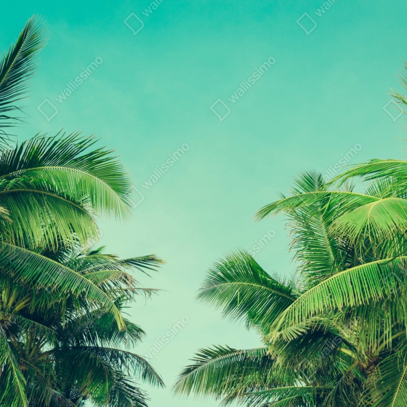 Naklejka repozycjonowalna tropikalny baldachim palm pod turkusowym niebem – Wallissimo® Naklejka repozycjonowalna tropikalny baldachim palm pod turkusowym niebem – Wallissimo®