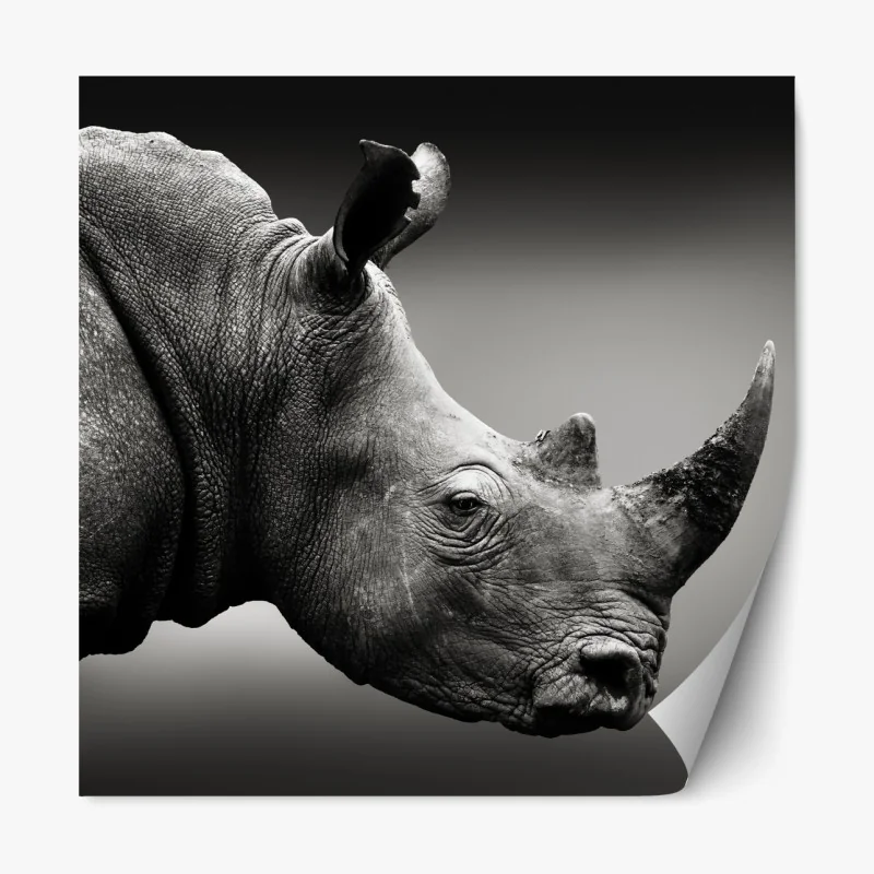 Naklejka repozycjonowalna majestatyczny portret nosorożca