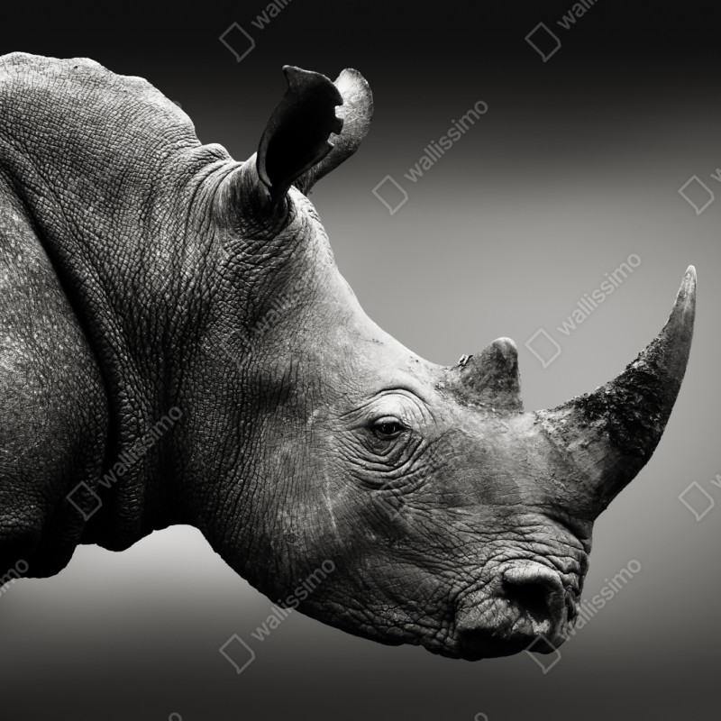 Naklejka repozycjonowalna majestatyczny portret nosorożca – Wallissimo® Naklejka repozycjonowalna majestatyczny portret nosorożca – Wallissimo®