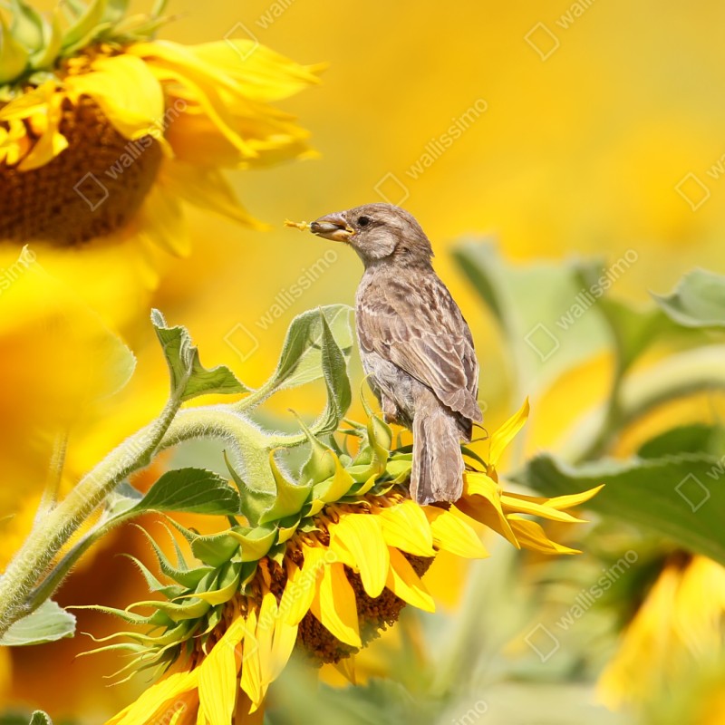 Naklejka repozycjonowalna wróbel na słoneczniku – Wallissimo® Naklejka repozycjonowalna wróbel na słoneczniku – Wallissimo®