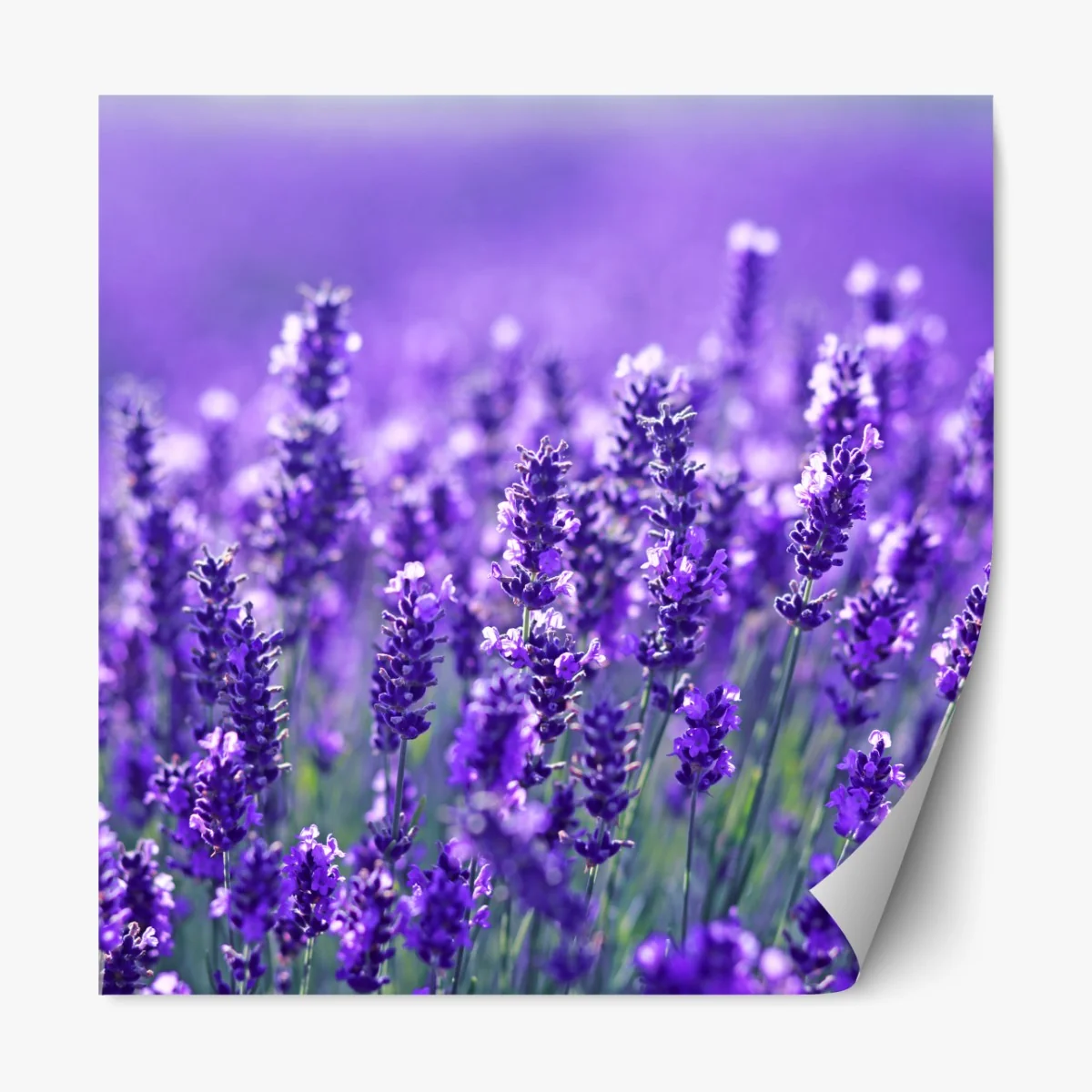Naklejka repozycjonowalna zbliżenie pola lawendy – Wallissimo® Naklejka repozycjonowalna zbliżenie pola lawendy – Wallissimo®