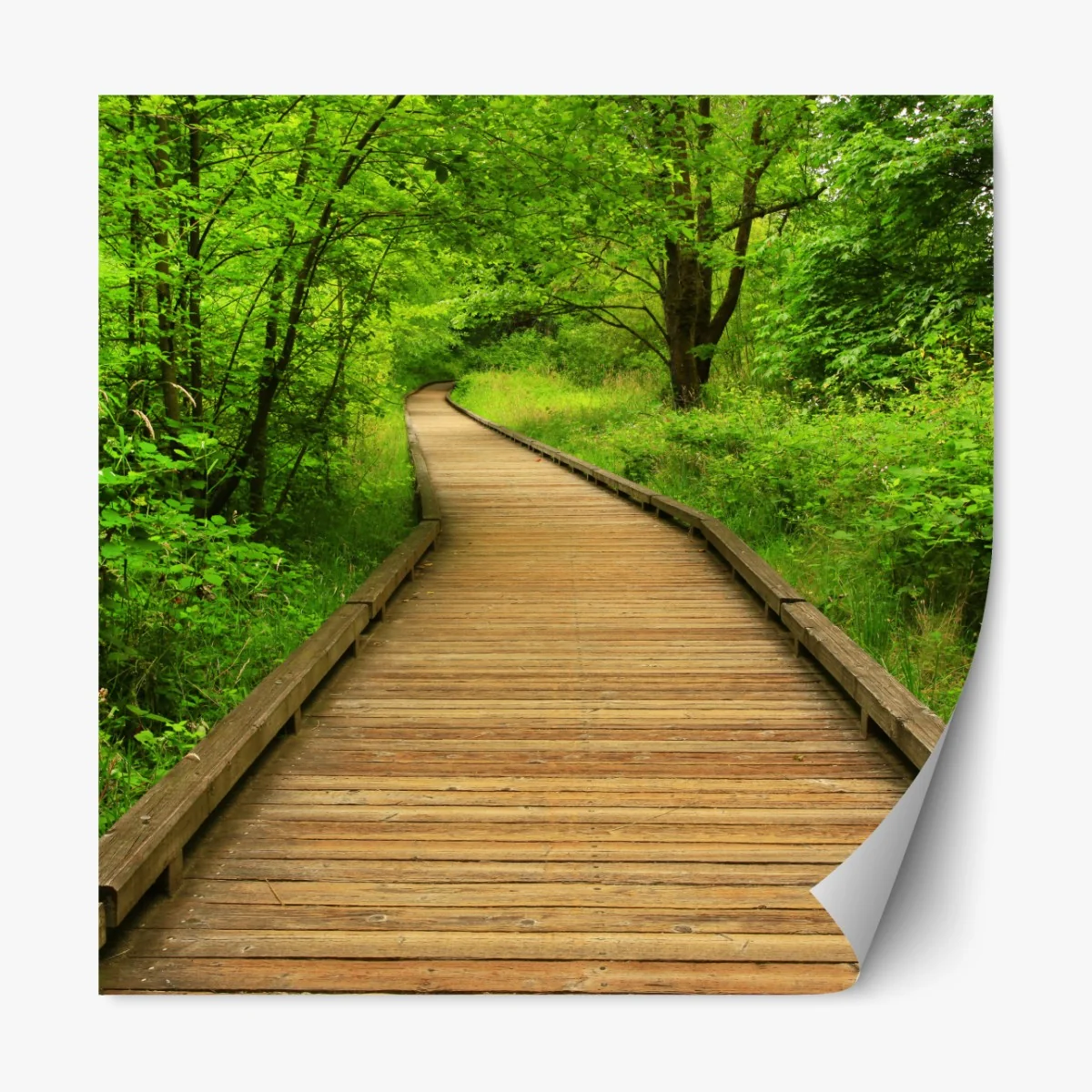 Naklejka repozycjonowalna spokojny drewniany pomost w lesie – Wallissimo® Naklejka repozycjonowalna spokojny drewniany pomost w lesie – Wallissimo®