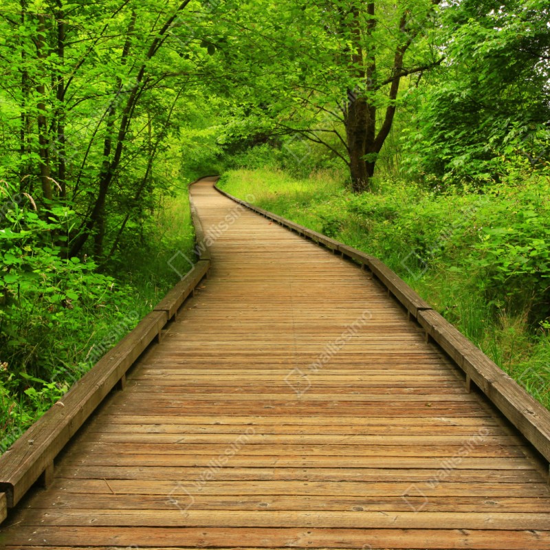 Naklejka repozycjonowalna spokojny drewniany pomost w lesie – Wallissimo® Naklejka repozycjonowalna spokojny drewniany pomost w lesie – Wallissimo®