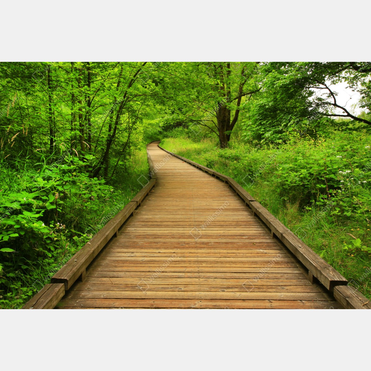 Naklejka repozycjonowalna spokojny drewniany pomost w lesie – Wallissimo® Naklejka repozycjonowalna spokojny drewniany pomost w lesie – Wallissimo®