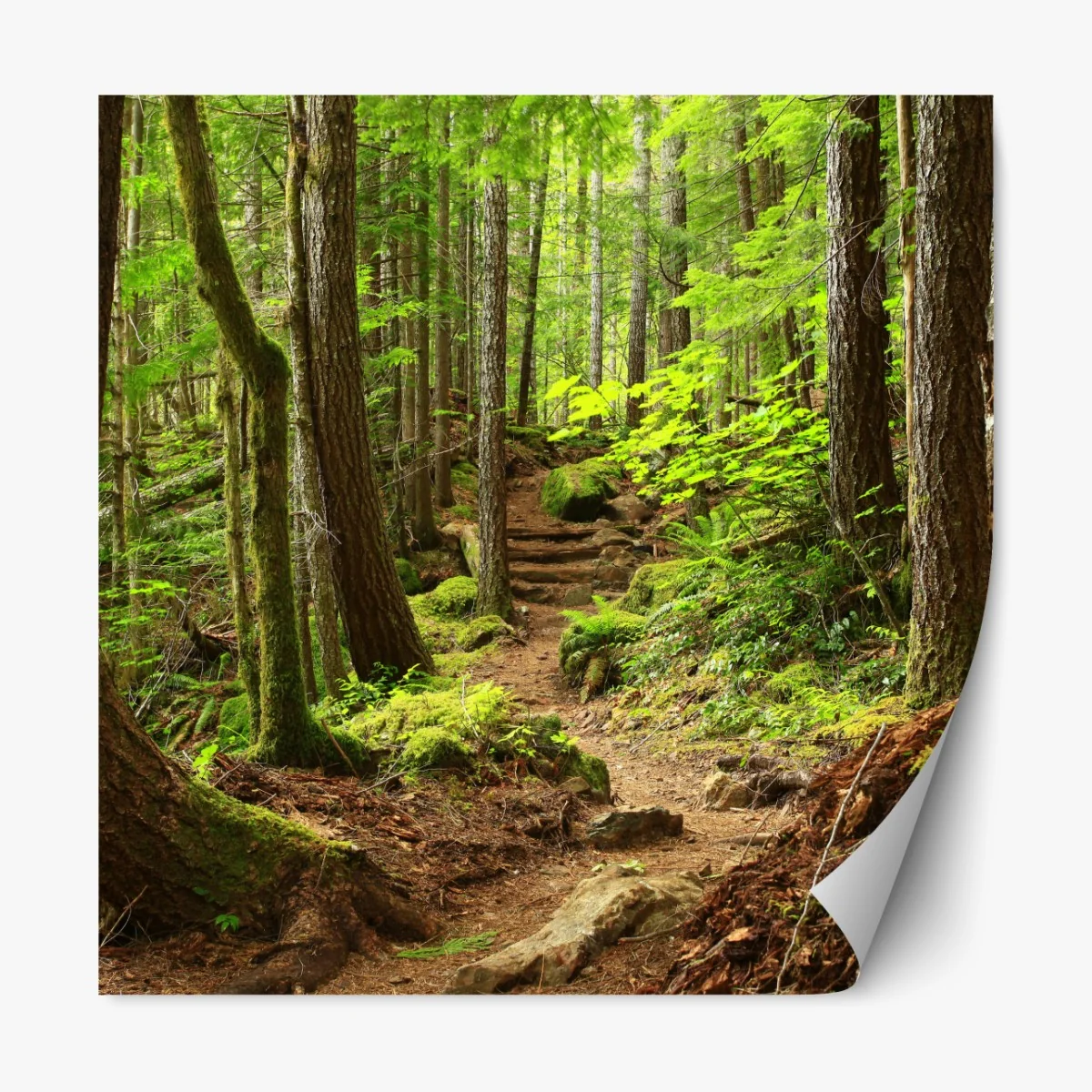 Naklejka repozycjonowalna mchowa leśna ścieżka – Wallissimo® Naklejka repozycjonowalna mchowa leśna ścieżka – Wallissimo®