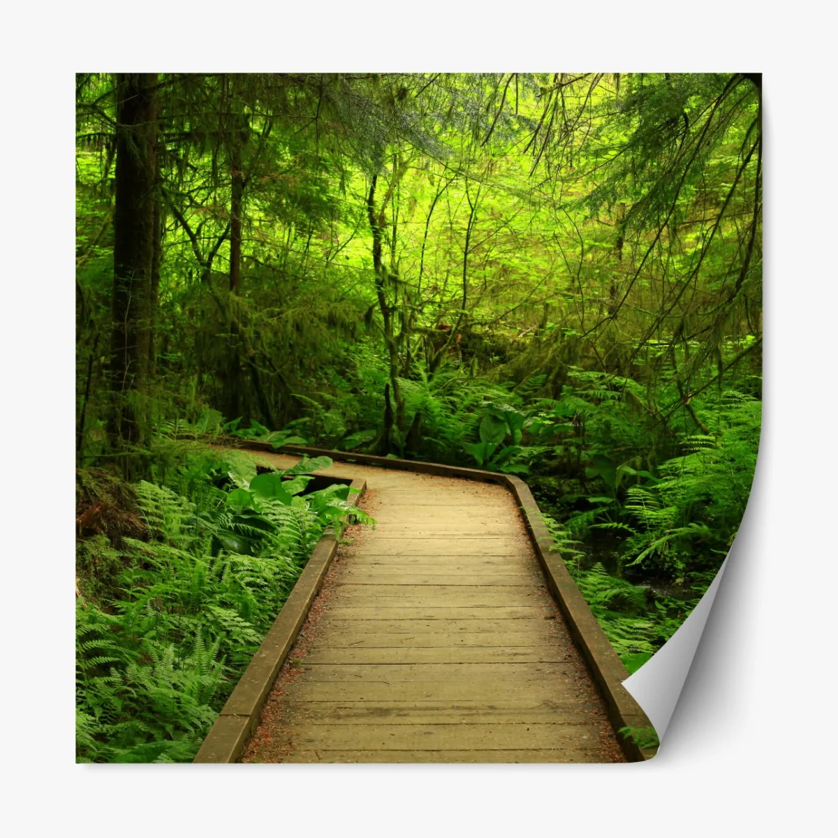 Naklejka repozycjonowalna spokojna zielona kładka leśna – Wallissimo® Naklejka repozycjonowalna spokojna zielona kładka leśna – Wallissimo®