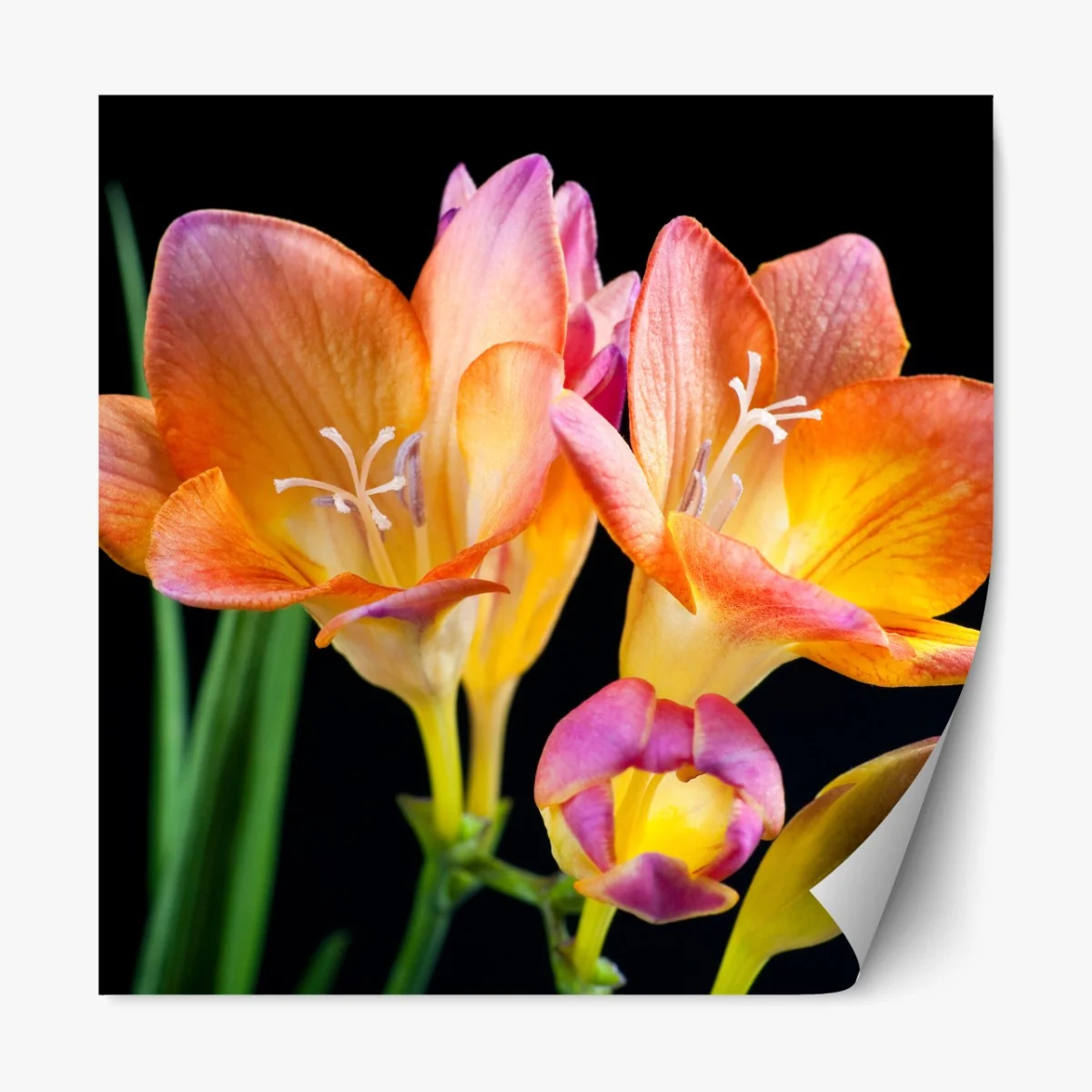 Naklejka repozycjonowalna żywe pomarańczowe frezje na czarnym tle – Wallissimo® Naklejka repozycjonowalna żywe pomarańczowe frezje na czarnym tle – Wallissimo®