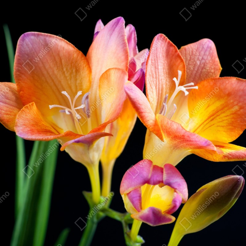 Naklejka repozycjonowalna żywe pomarańczowe frezje na czarnym tle – Wallissimo® Naklejka repozycjonowalna żywe pomarańczowe frezje na czarnym tle – Wallissimo®