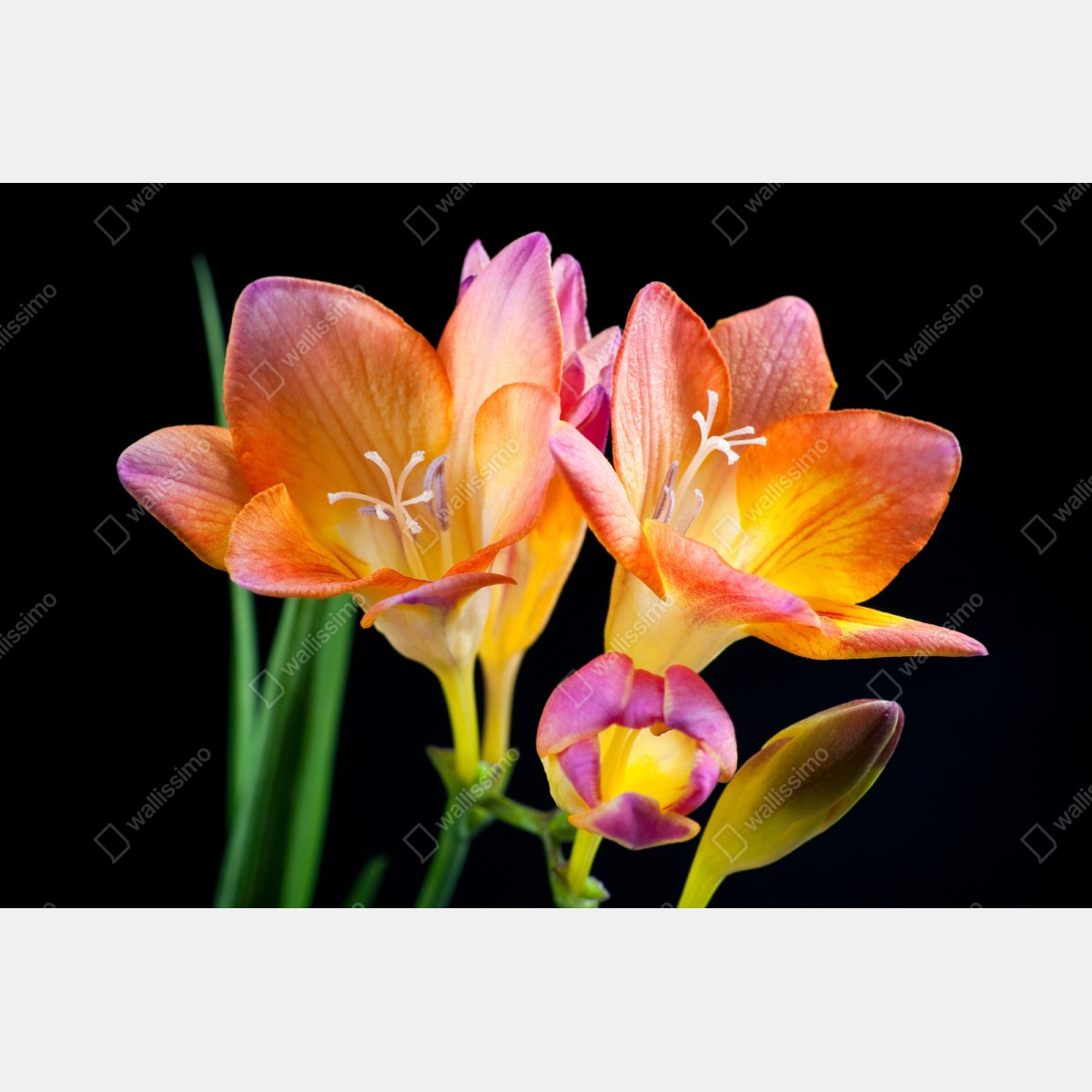 Naklejka repozycjonowalna żywe pomarańczowe frezje na czarnym tle – Wallissimo® Naklejka repozycjonowalna żywe pomarańczowe frezje na czarnym tle – Wallissimo®