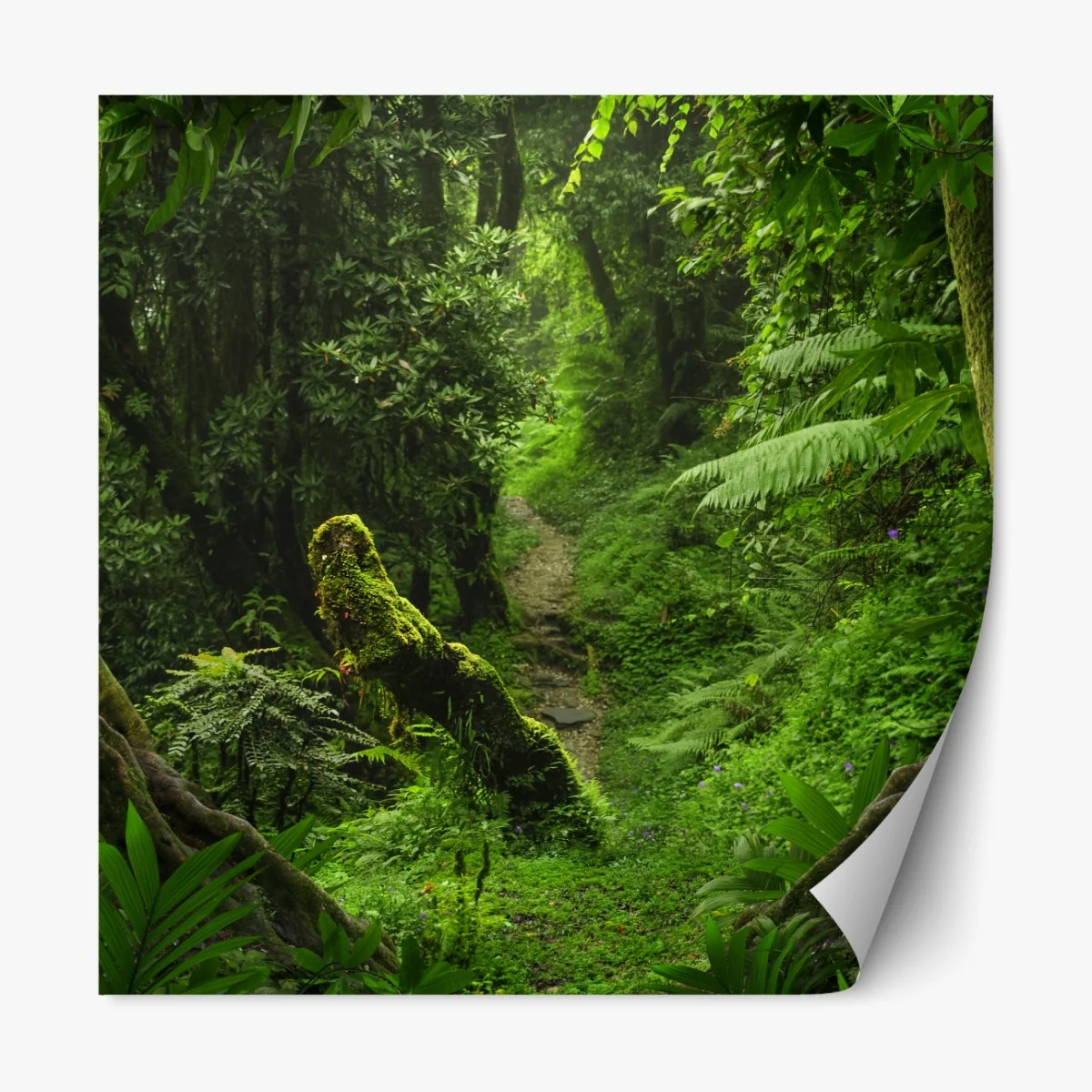 Naklejka repozycjonowalna zaczarowana mszysta leśna ścieżka – Wallissimo® Naklejka repozycjonowalna zaczarowana mszysta leśna ścieżka – Wallissimo®