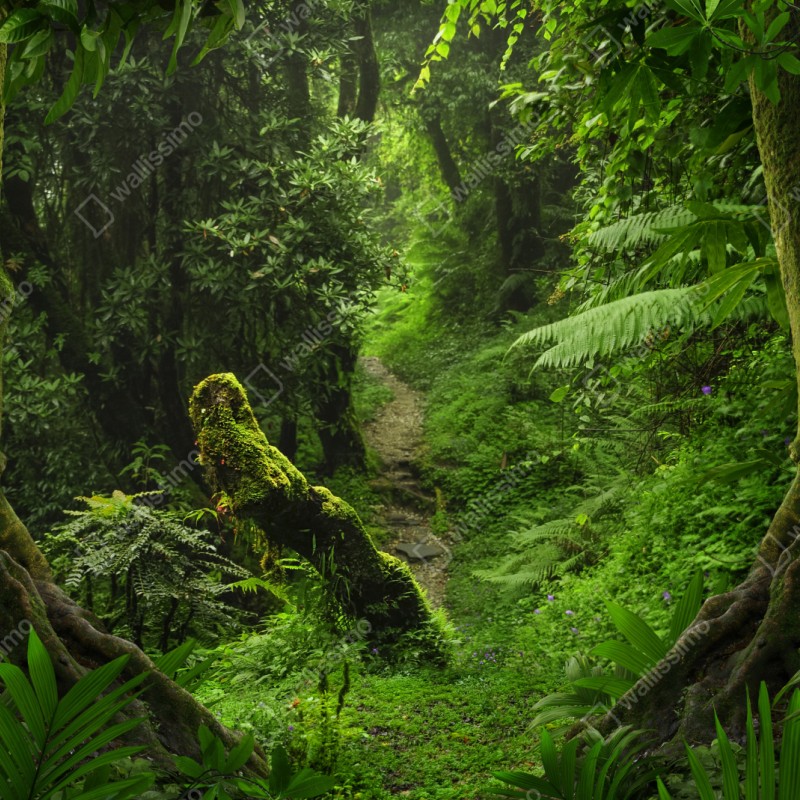 Naklejka repozycjonowalna zaczarowana mszysta leśna ścieżka – Wallissimo® Naklejka repozycjonowalna zaczarowana mszysta leśna ścieżka – Wallissimo®