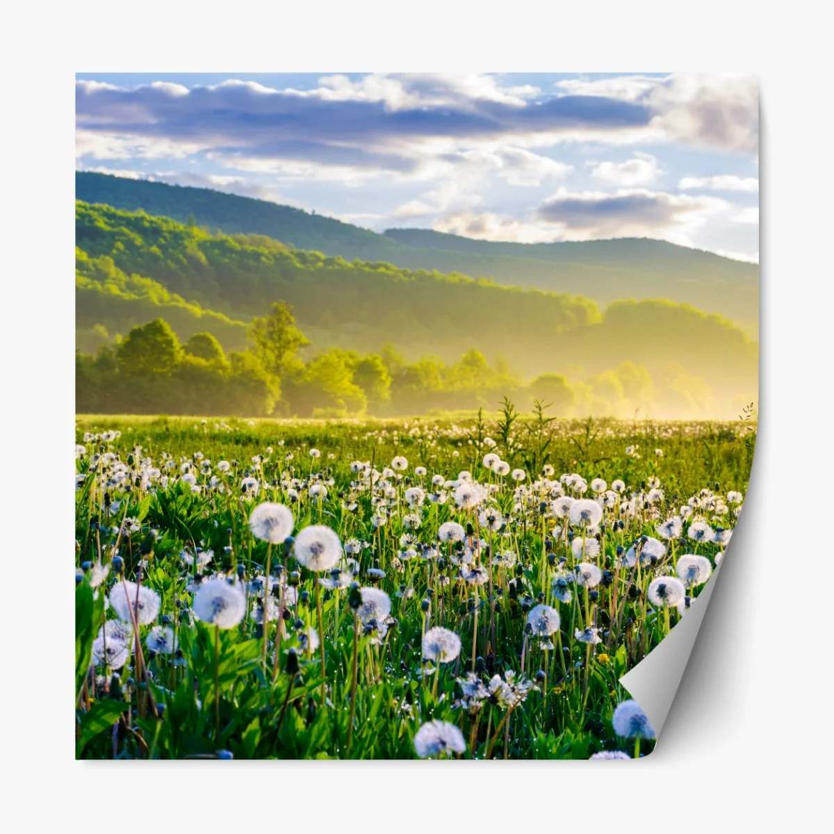 Naklejka repozycjonowalna mglista łąka mleczy o wschodzie słońca – Wallissimo® Naklejka repozycjonowalna mglista łąka mleczy o wschodzie słońca – Wallissimo®