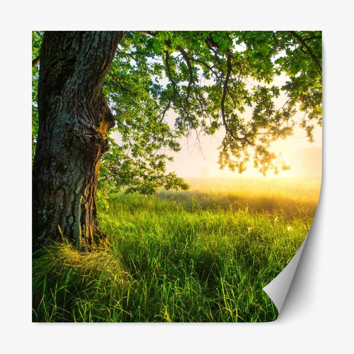 Naklejka repozycjonowalna poranny dąb na rozświetlonej łące – Wallissimo® Naklejka repozycjonowalna poranny dąb na rozświetlonej łące – Wallissimo®