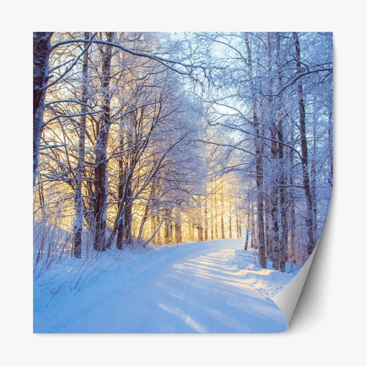 Naklejka repozycjonowalna zimowy las brzozowy ze złotym świtem – Wallissimo® Naklejka repozycjonowalna zimowy las brzozowy ze złotym świtem – Wallissimo®
