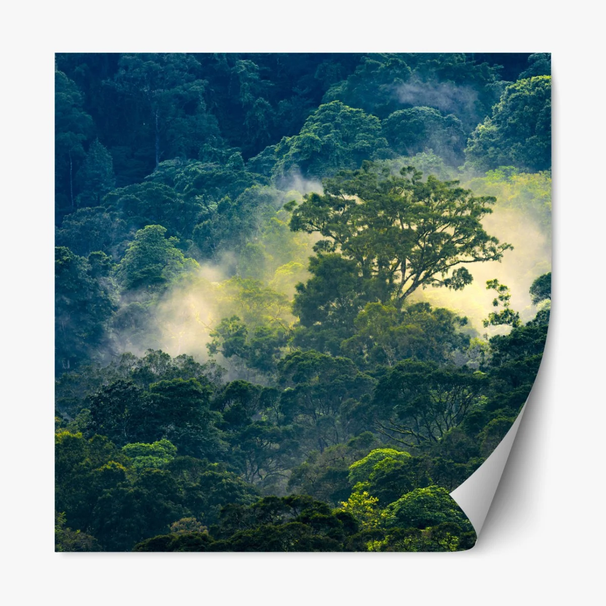Naklejka repozycjonowalna mglisty las deszczowy z koronami drzew – Wallissimo® Naklejka repozycjonowalna mglisty las deszczowy z koronami drzew – Wallissimo®