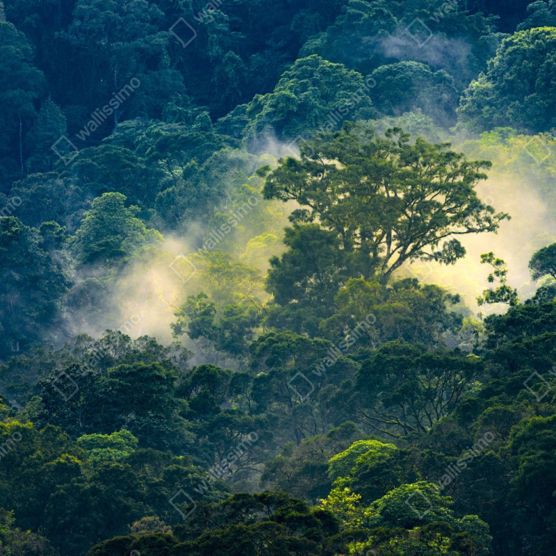 Naklejka repozycjonowalna mglisty las deszczowy z koronami drzew – Wallissimo® Naklejka repozycjonowalna mglisty las deszczowy z koronami drzew – Wallissimo®
