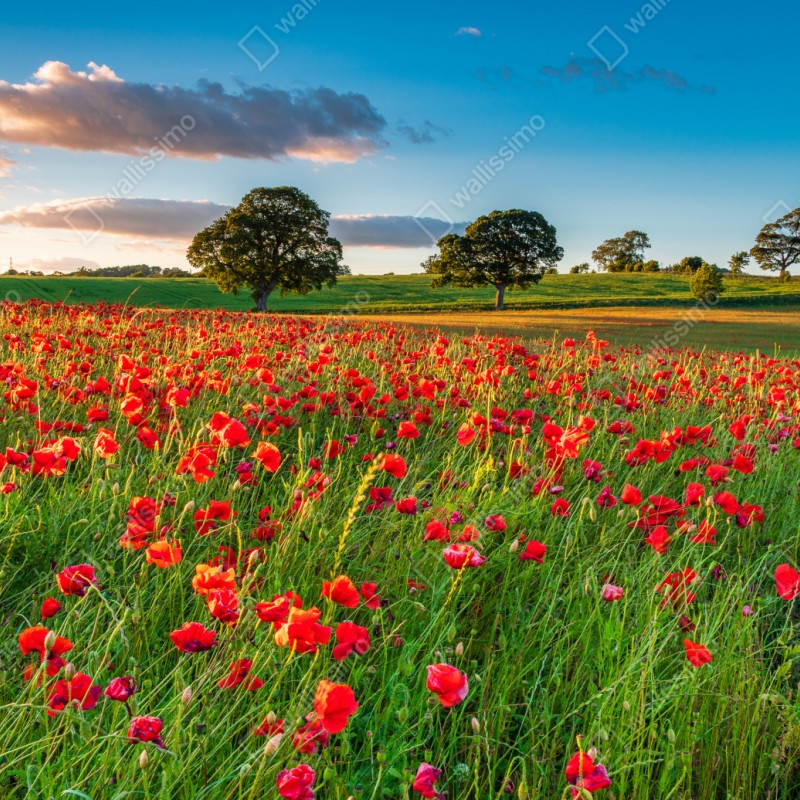 Naklejka repozycjonowalna pole czerwonych maków koło Corbridge – Wallissimo® Naklejka repozycjonowalna pole czerwonych maków koło Corbridge – Wallissimo®