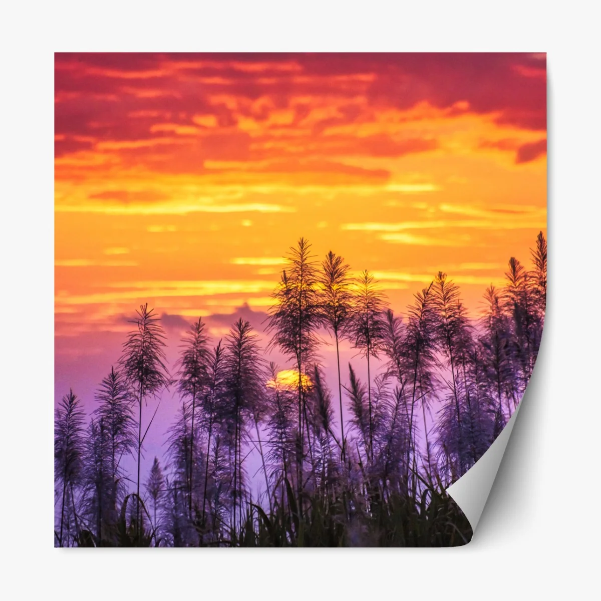 Naklejka repozycjonowalna złoty zachód słońca nad trawami – Wallissimo® Naklejka repozycjonowalna złoty zachód słońca nad trawami – Wallissimo®