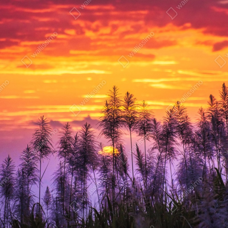 Naklejka repozycjonowalna złoty zachód słońca nad trawami – Wallissimo® Naklejka repozycjonowalna złoty zachód słońca nad trawami – Wallissimo®