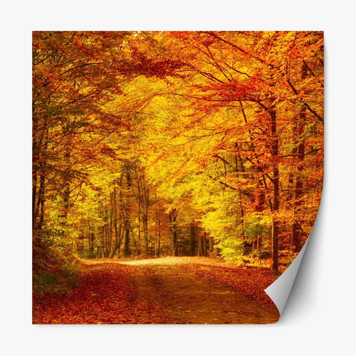 Naklejka repozycjonowalna złota jesienna ścieżka w lesie – Wallissimo® Naklejka repozycjonowalna złota jesienna ścieżka w lesie – Wallissimo®