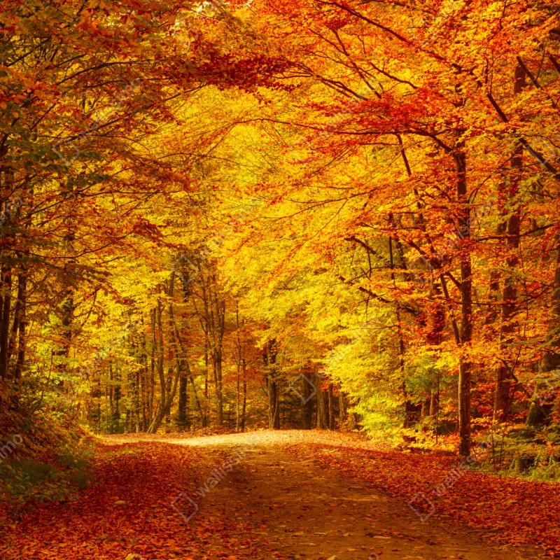 Naklejka repozycjonowalna złota jesienna ścieżka w lesie – Wallissimo® Naklejka repozycjonowalna złota jesienna ścieżka w lesie – Wallissimo®