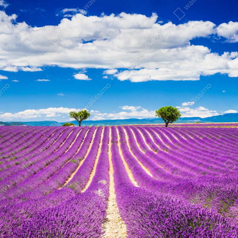 Naklejka repozycjonowalna pola lawendy w Prowansji – Wallissimo® Naklejka repozycjonowalna pola lawendy w Prowansji – Wallissimo®