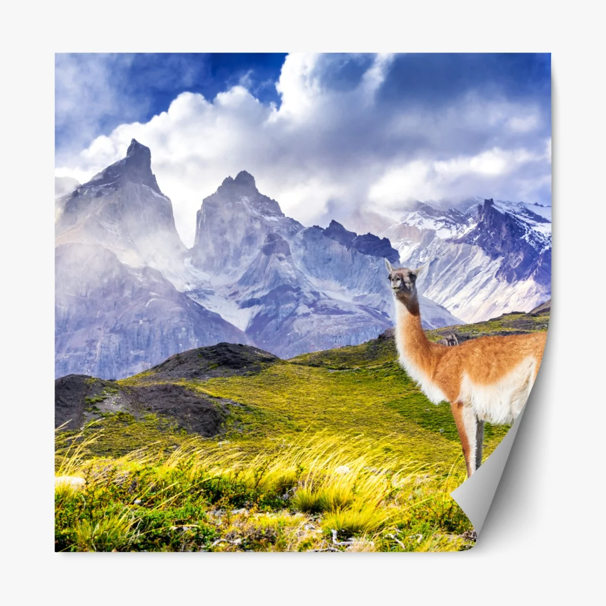 Naklejka repozycjonowalna Torres del Paine Patagonia krajobraz z guanako – Wallissimo® Naklejka repozycjonowalna Torres del Paine Patagonia krajobraz z guanako – Wallissimo®