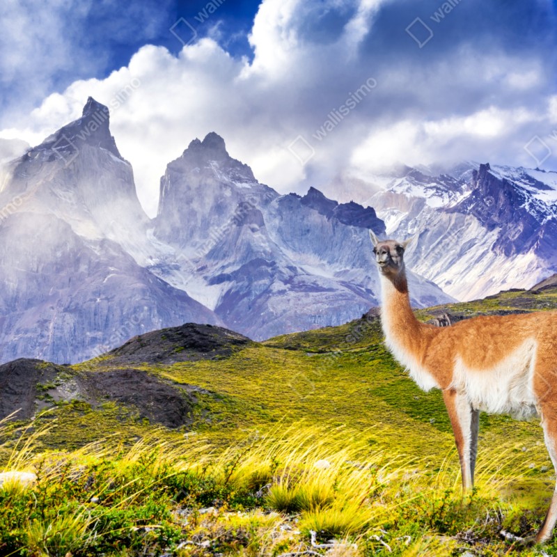 Naklejka repozycjonowalna Torres del Paine Patagonia krajobraz z guanako – Wallissimo® Naklejka repozycjonowalna Torres del Paine Patagonia krajobraz z guanako – Wallissimo®