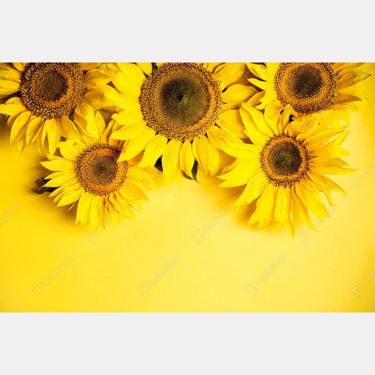 Naklejka repozycjonowalna jasny bukiet słoneczników na żółtym tle – Wallissimo® Naklejka repozycjonowalna jasny bukiet słoneczników na żółtym tle – Wallissimo®