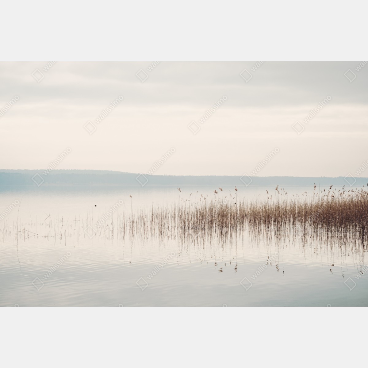 Naklejka repozycjonowalna spokojne trzcinowisko nad jeziorem – Wallissimo® Naklejka repozycjonowalna spokojne trzcinowisko nad jeziorem – Wallissimo®
