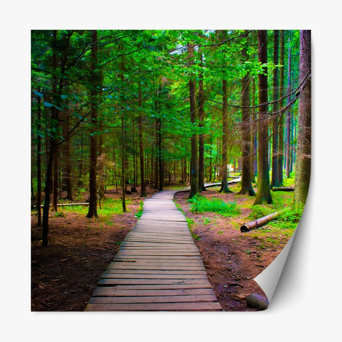 Naklejka repozycjonowalna spokojna leśna kładka – Wallissimo®