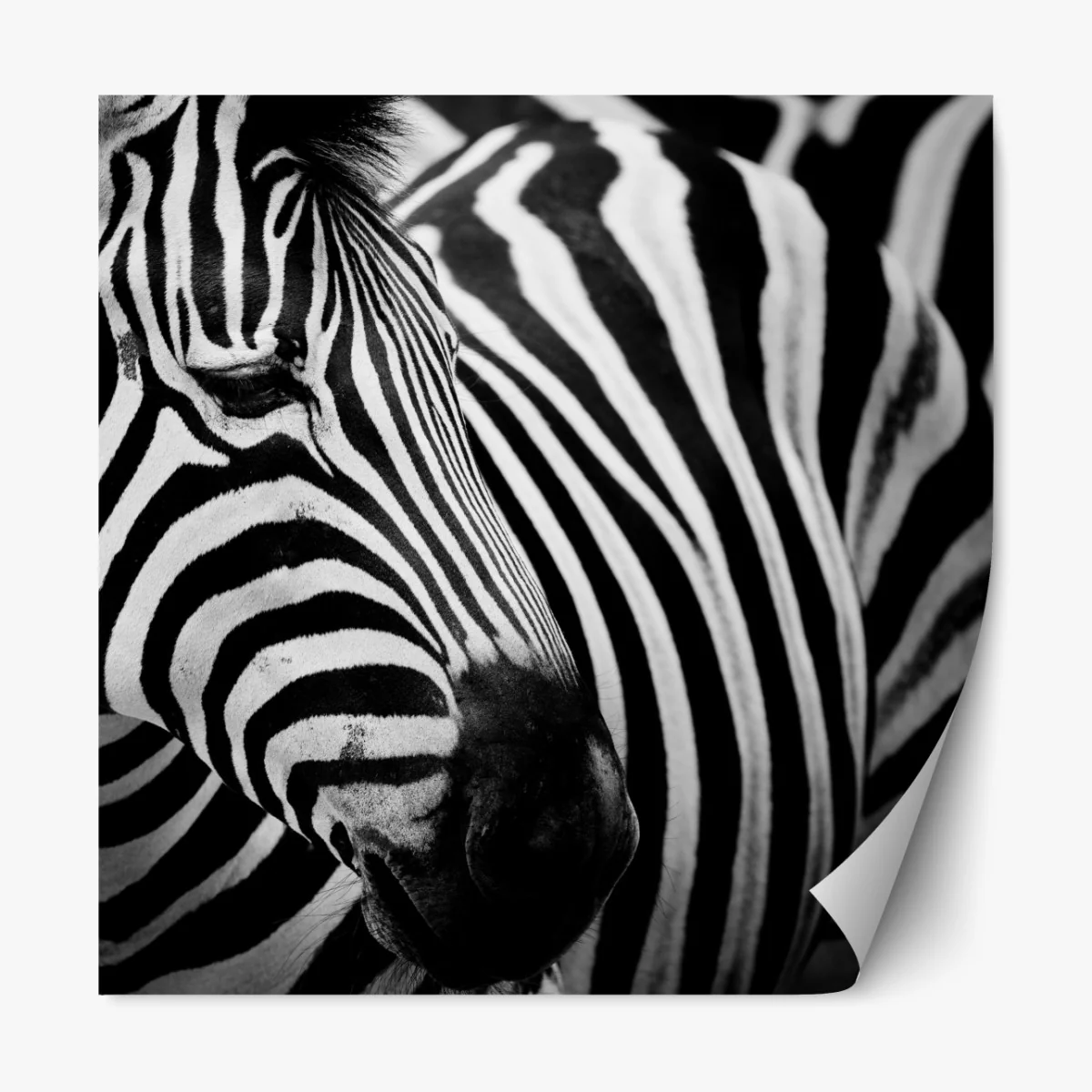 Naklejka repozycjonowalna zebra w monochromatycznych paskach – Wallissimo® Naklejka repozycjonowalna zebra w monochromatycznych paskach – Wallissimo®