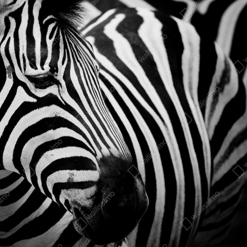 Naklejka repozycjonowalna zebra w monochromatycznych paskach – Wallissimo® Naklejka repozycjonowalna zebra w monochromatycznych paskach – Wallissimo®