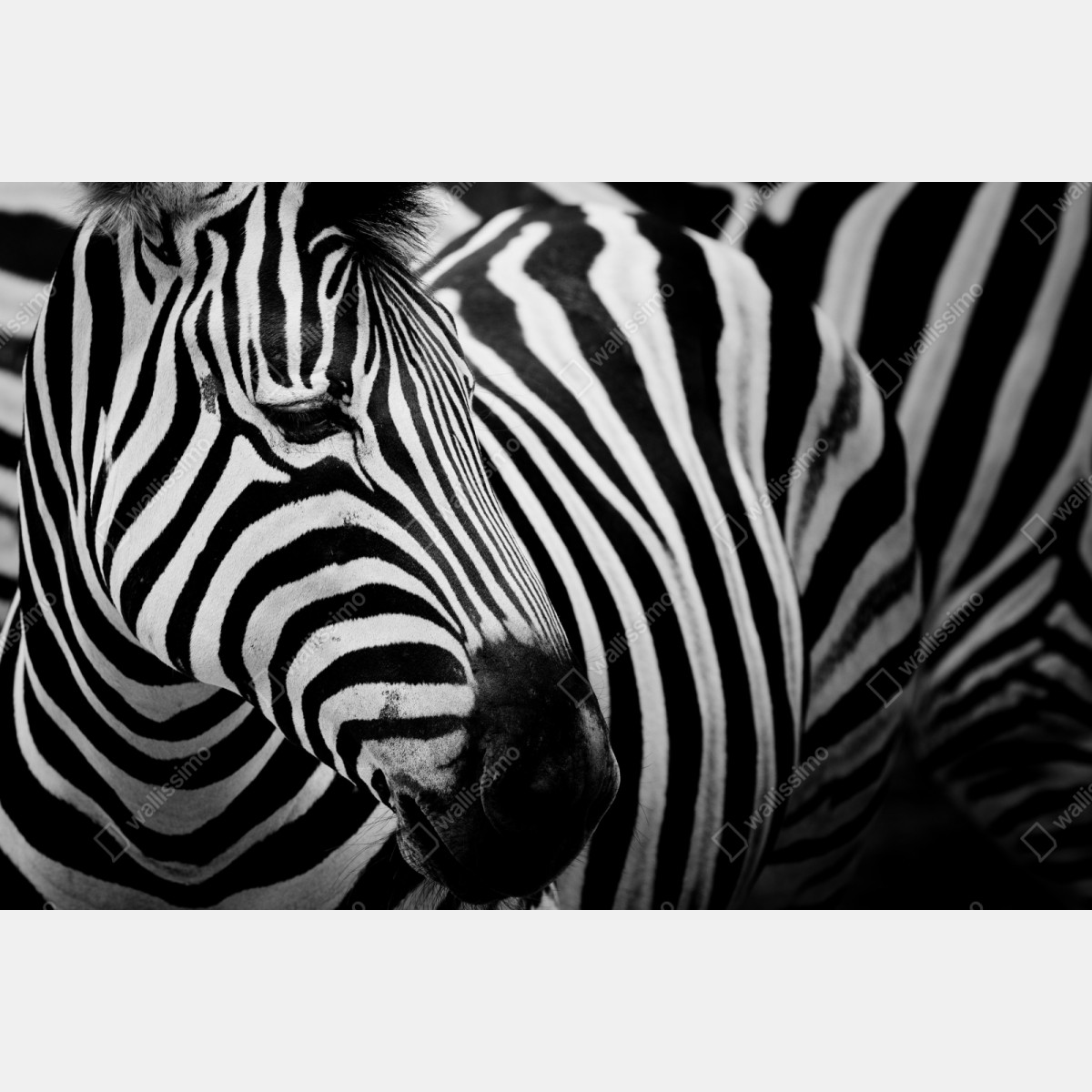 Naklejka repozycjonowalna zebra w monochromatycznych paskach – Wallissimo® Naklejka repozycjonowalna zebra w monochromatycznych paskach – Wallissimo®