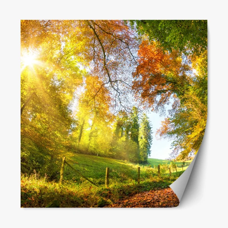 Naklejka repozycjonowalna złota jesienna ścieżka przez las