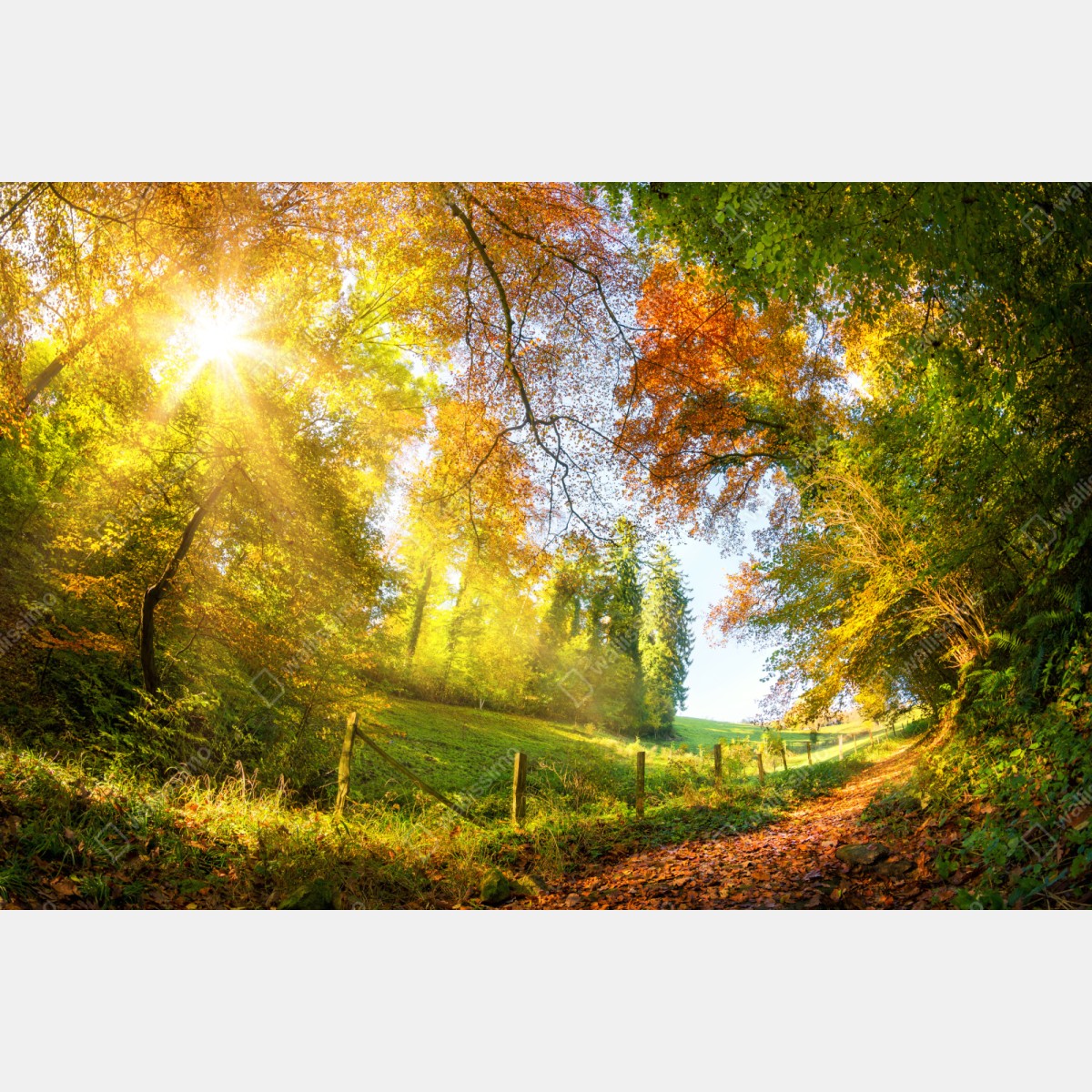 Naklejka repozycjonowalna złota jesienna ścieżka przez las – Wallissimo® Naklejka repozycjonowalna złota jesienna ścieżka przez las – Wallissimo®