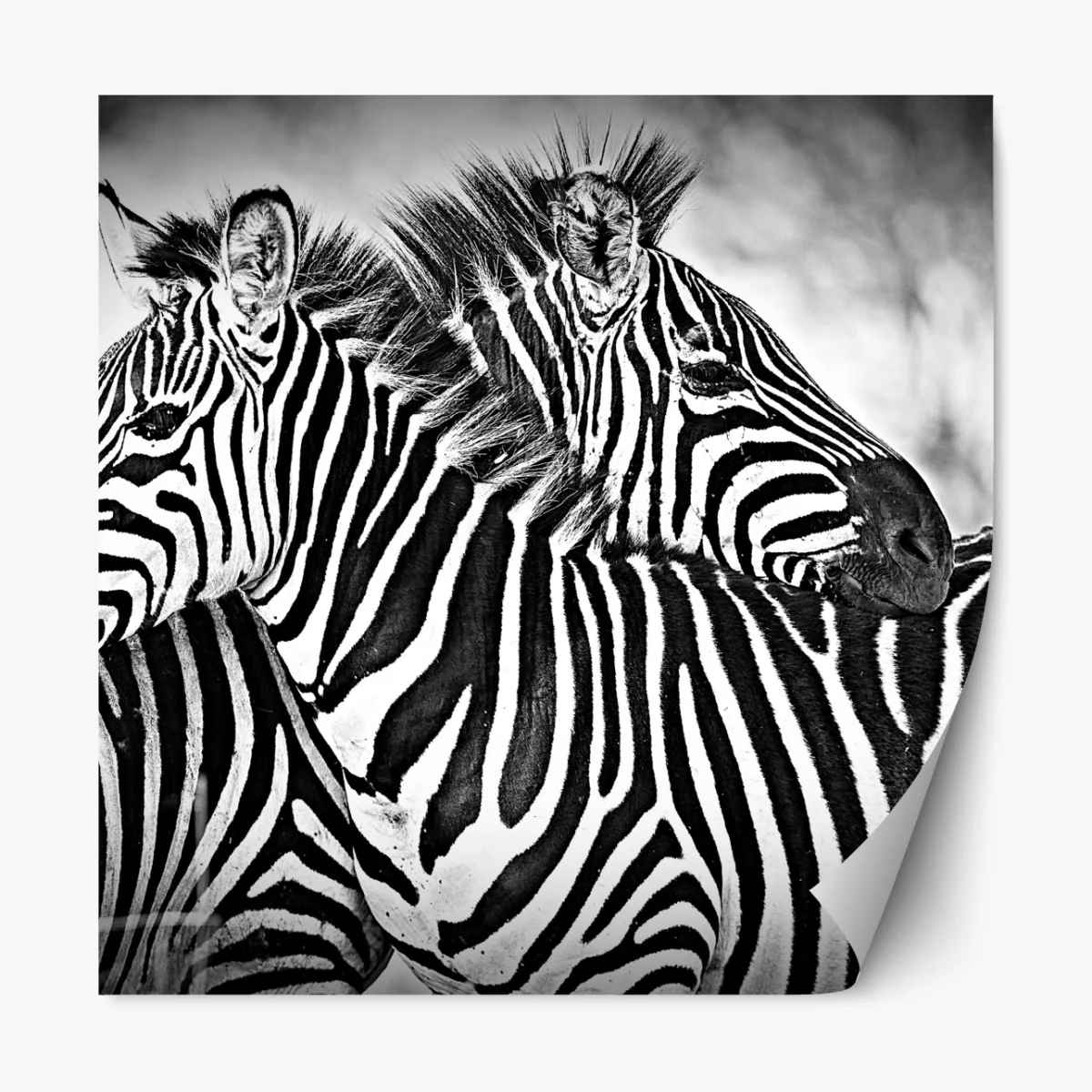 Naklejka repozycjonowalna bliski portret zebr czarno-biały – Wallissimo® Naklejka repozycjonowalna bliski portret zebr czarno-biały – Wallissimo®