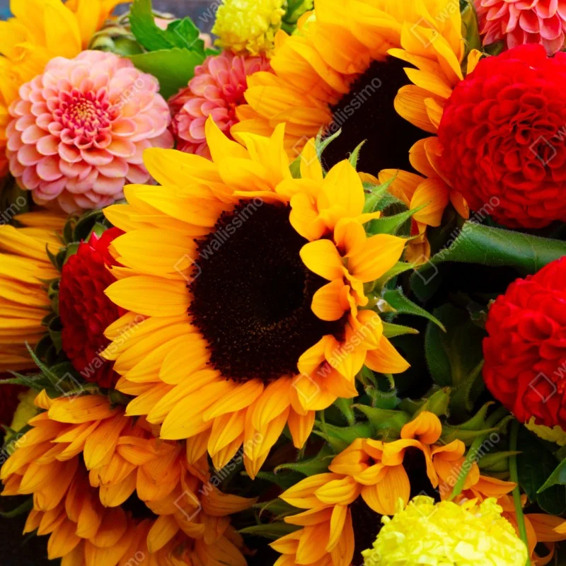 Naklejka repozycjonowalna zbliżenie bukietu słoneczników i dali – Wallissimo® Naklejka repozycjonowalna zbliżenie bukietu słoneczników i dali – Wallissimo®