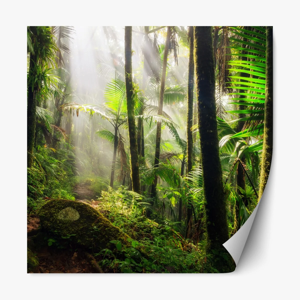 Naklejka repozycjonowalna tropikalny las deszczowy z promieniami słońca – Wallissimo® Naklejka repozycjonowalna tropikalny las deszczowy z promieniami słońca – Wallissimo®
