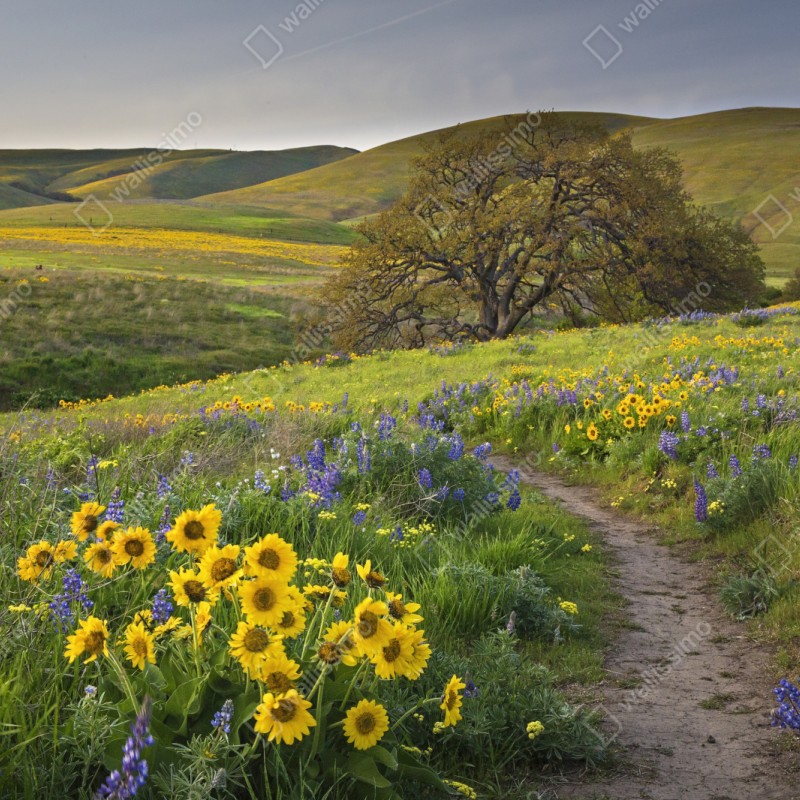 Naklejka repozycjonowalna ścieżka przez złotą łąkę z dzikimi kwiatami – Wallissimo® Naklejka repozycjonowalna ścieżka przez złotą łąkę z dzikimi kwiatami – Wallissimo®