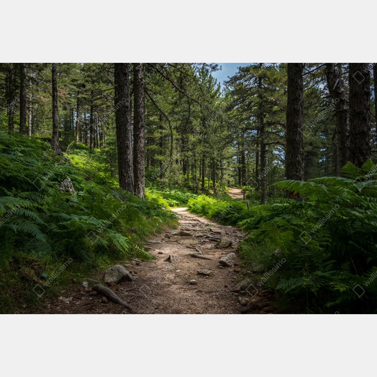 Naklejka repozycjonowalna spokojna ścieżka leśna wśród bujnej zieleni – Wallissimo® Naklejka repozycjonowalna spokojna ścieżka leśna wśród bujnej zieleni – Wallissimo®