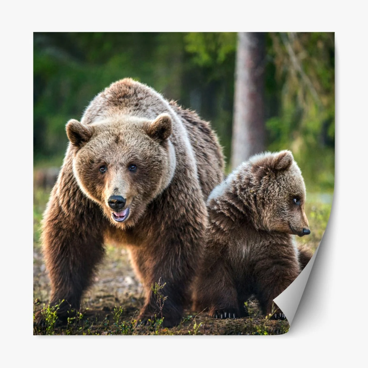 Naklejka repozycjonowalna niedźwiedź brunatny z młodym w lesie – Wallissimo® Naklejka repozycjonowalna niedźwiedź brunatny z młodym w lesie – Wallissimo®