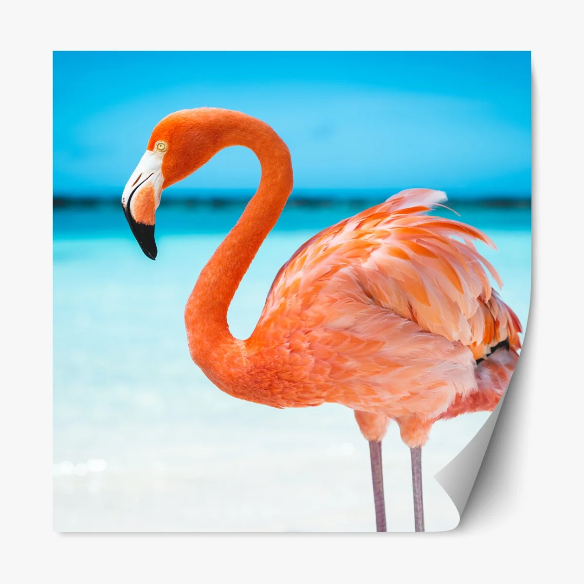 Naklejka repozycjonowalna żywy różowy flaming na turkusowej plaży – Wallissimo® Naklejka repozycjonowalna żywy różowy flaming na turkusowej plaży – Wallissimo®