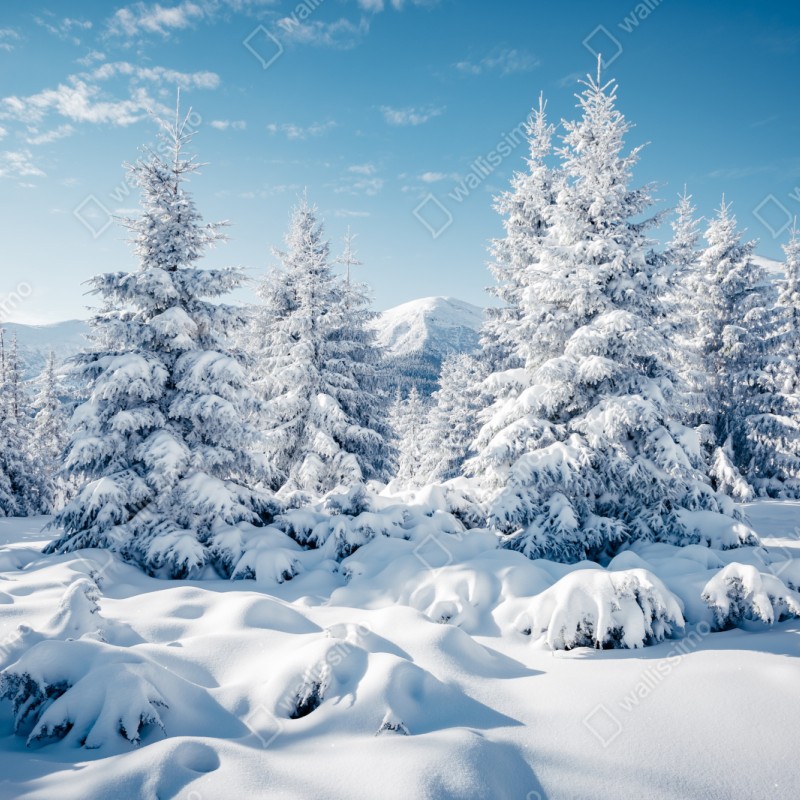 Naklejka repozycjonowalna zimowy spokój w Karpatach – Wallissimo® Naklejka repozycjonowalna zimowy spokój w Karpatach – Wallissimo®