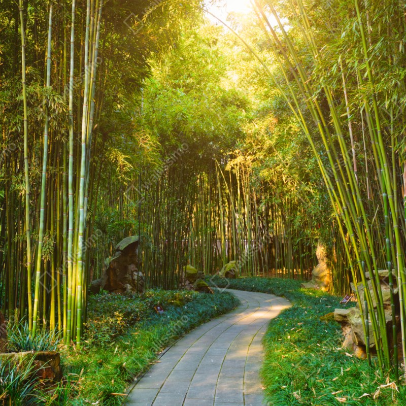 Naklejka repozycjonowalna spokojna ścieżka w bambusowym lesie – Wallissimo® Naklejka repozycjonowalna spokojna ścieżka w bambusowym lesie – Wallissimo®