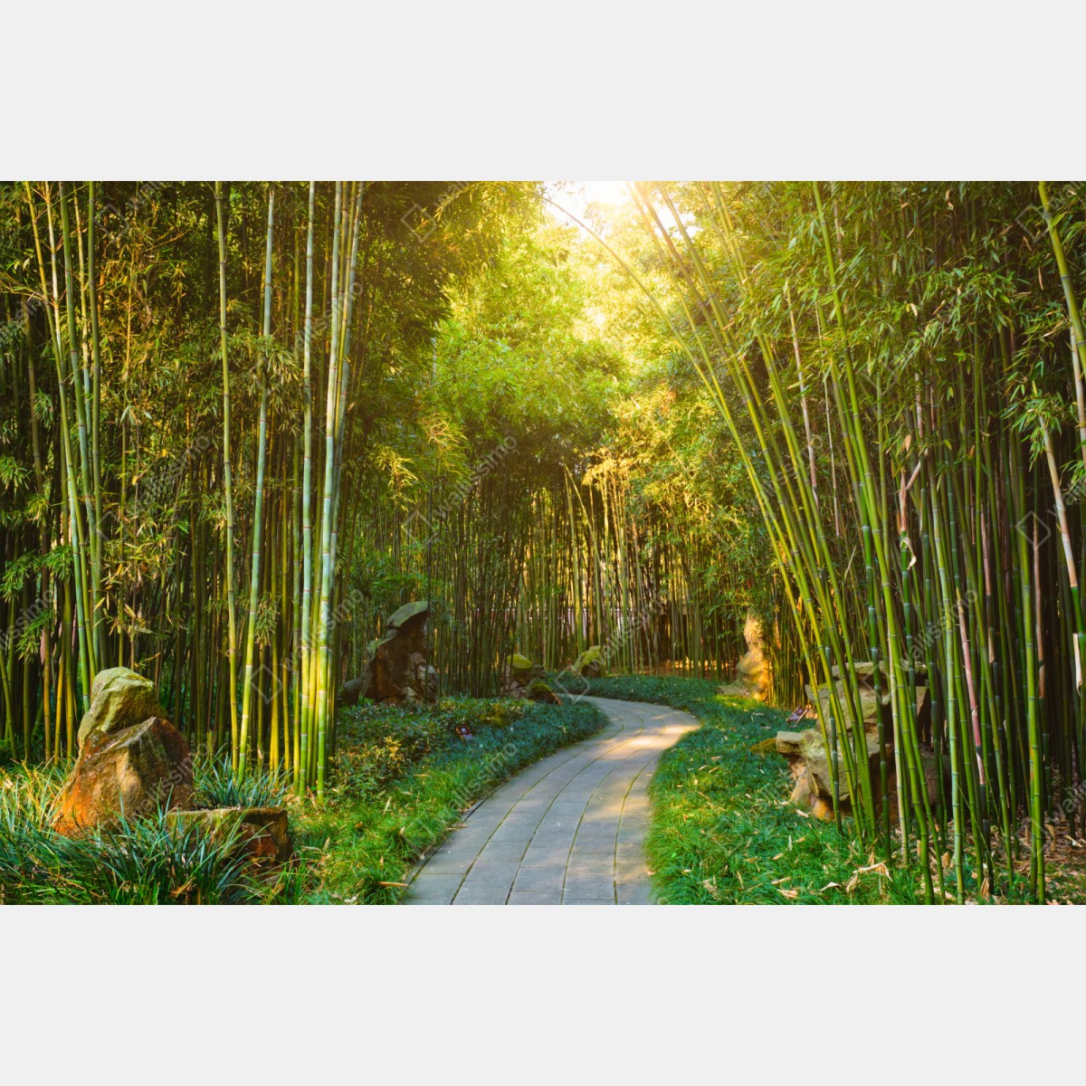 Naklejka repozycjonowalna spokojna ścieżka w bambusowym lesie – Wallissimo® Naklejka repozycjonowalna spokojna ścieżka w bambusowym lesie – Wallissimo®